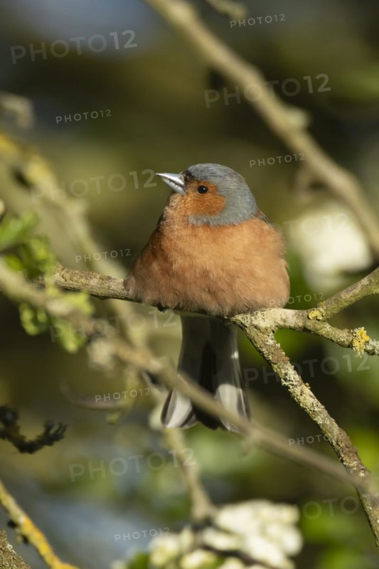 Eurasian chaffinch (Fringilla coelebs) adult male bird on a Hawthorn tree branch, England, United Kingdom, Europe
