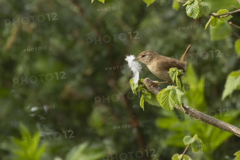 European wren (Troglodytes troglodytes) adult bird with a feather for nesting material in its beak on a Hazel tree branch, England, United Kingdom, Europe