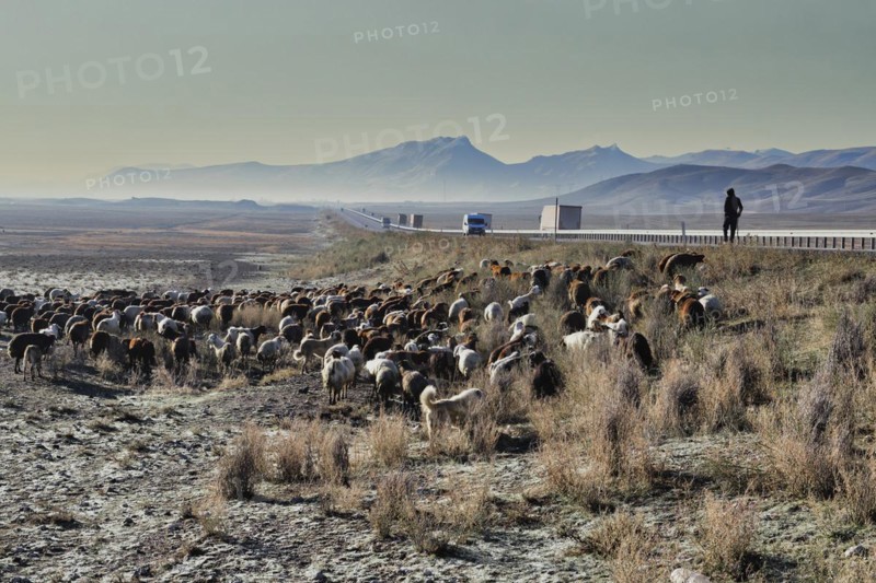 Sheep herd along the road to Mount Ararat, Dogubayazit, Turkey, Asia