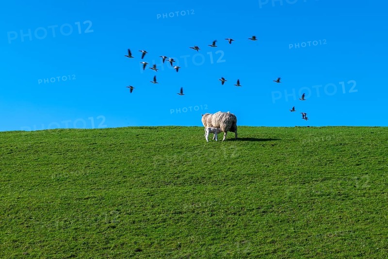 Ewe and lamb, flock of birds on the dyke to the Ems, Pogum, municipality of Jemgum, district of Leer, Rheiderland, East Frisia, Lower Saxony, Germany, Europe
