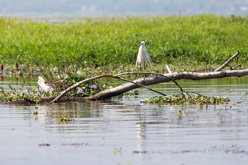 Great egret (Ardea alba) sitting on a tree trunk, Backwaters, Kumarakom, Kerala, India, Asia