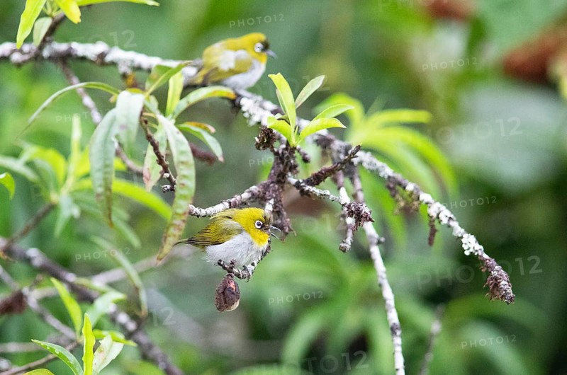 Oriental white-eye (Zosterops palpebrosus), Munnar, Kerala, India, Asia