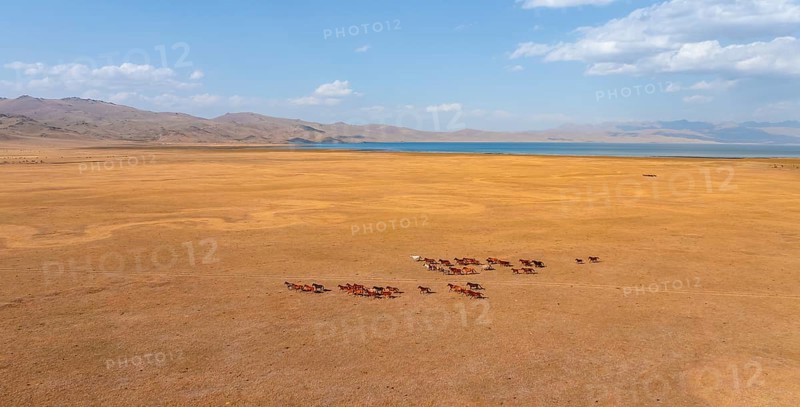 Herd of horses, Aerial view, Vast empty landscape at the mountain lake Song Kul in autumn, Moldo Too Mountains, Naryn region, Kyrgyzstan, Asia