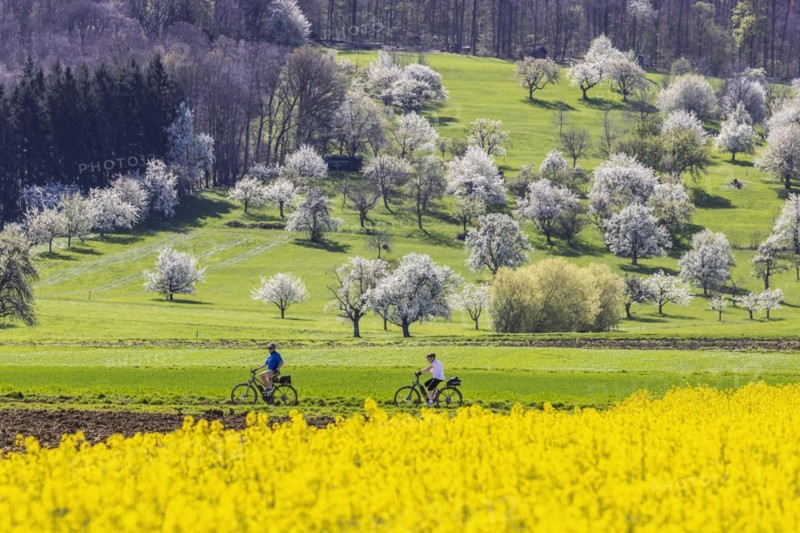 Blossoming fruit trees in the orchards of the Swabian Alb, cyclist, spring near Bissingen an der Teck, Baden-Wuerttemberg, Germany, Europe
