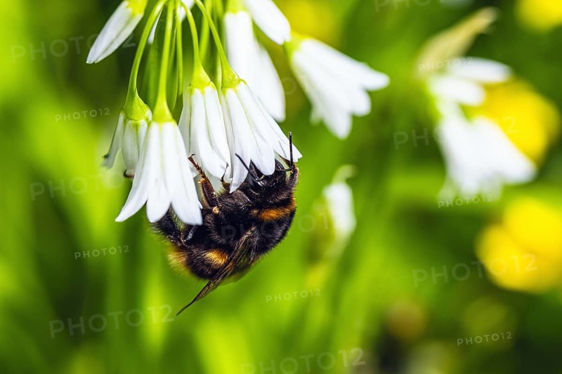 Bumblebee on Three-Cornered Leek, Snowbell, Allium triquetrum in forest at spring time