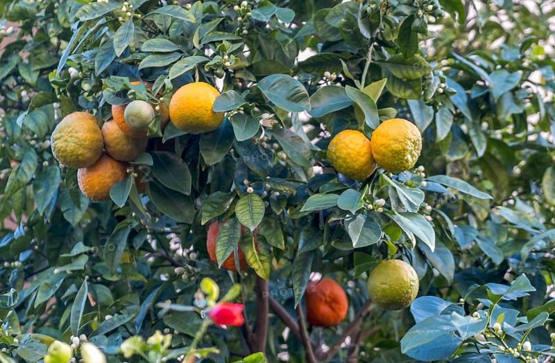 Bitter oranges (Citrus x aurantum), Rhodes, Greek island, Greece, Europe