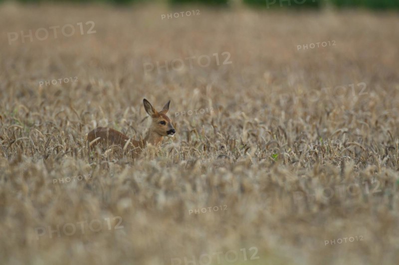 Roe deer (Capreolus capreolus) juvenile fawn female doe in a summer wheat field, Suffolk, England, United Kingdom, Europe