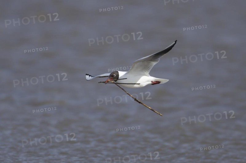 Black headed gull (Chroicocephalus ridibundus) adult bird in flight carrying nesting material in its beak, England, United Kingdom, Europe