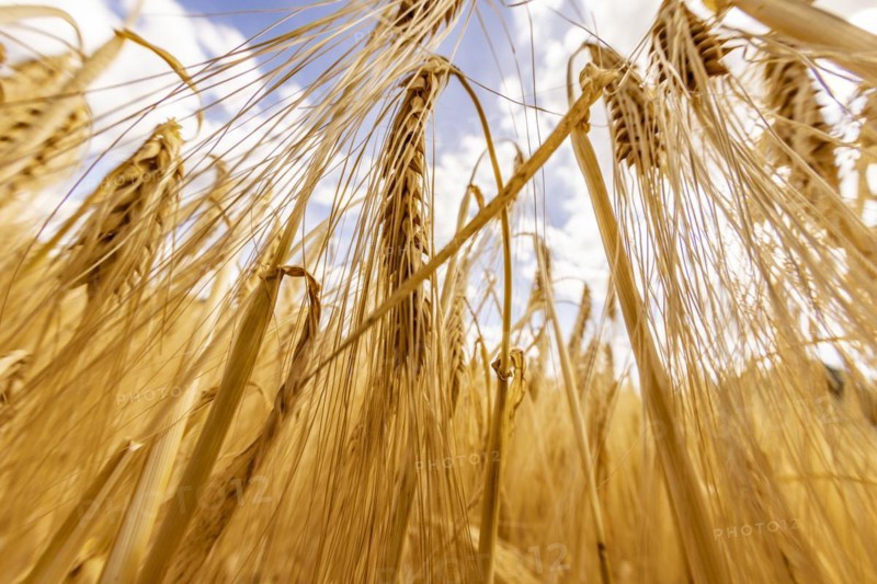 Detailed view of ripe barley ears on a cornfield, Cologne, North Rhine-Westphalia, Germany, Europe