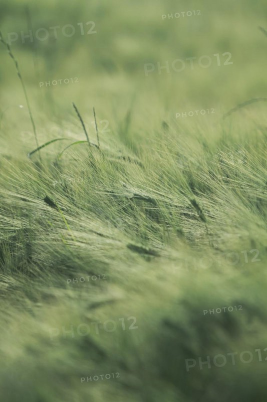 Green ears of barley in a field