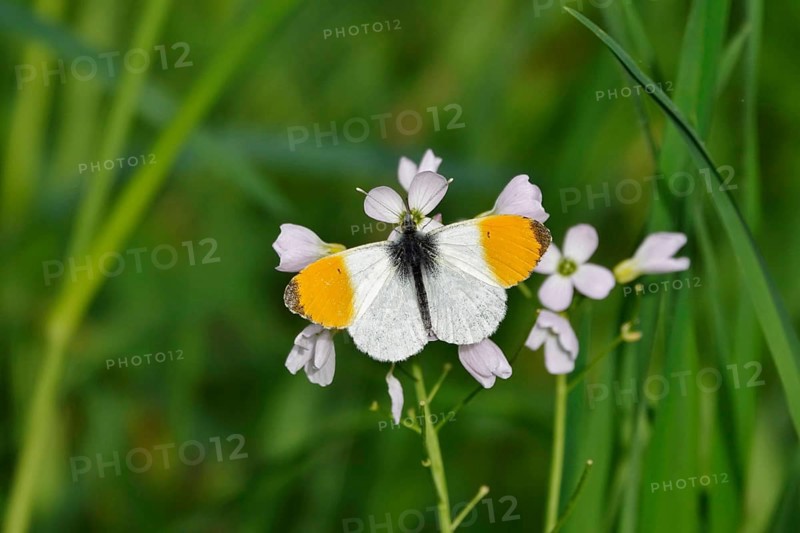 Orange tip butterfly, Spring, Germany, Europe
