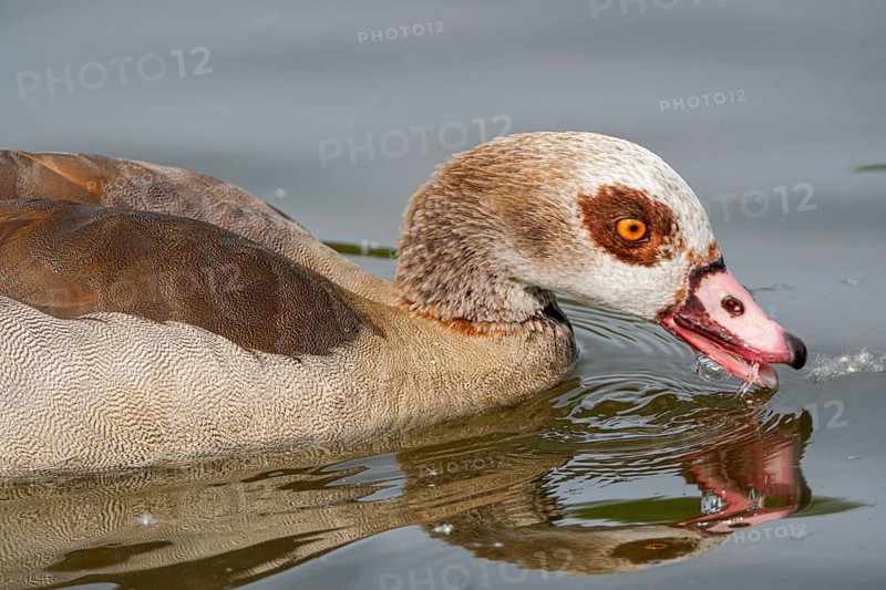 Egyptian geese (Alopochen aegyptiaca) in the River Main, Offenbach am Main, Hesse, Germany, Europe