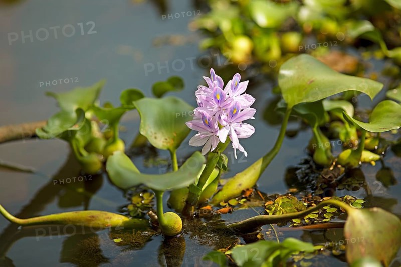 Water hyacinth (Pontederia subg. Eichhornia) in bloom, Backwaters, Kerala, India, Asia