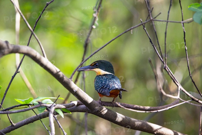 Two-coloured Kingfisher (Chloroceryle india) Pantanal Brazil