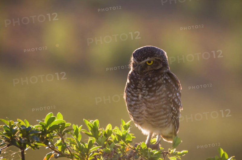 Beautiful owl (Glaucidium minutissimum) in vineyard