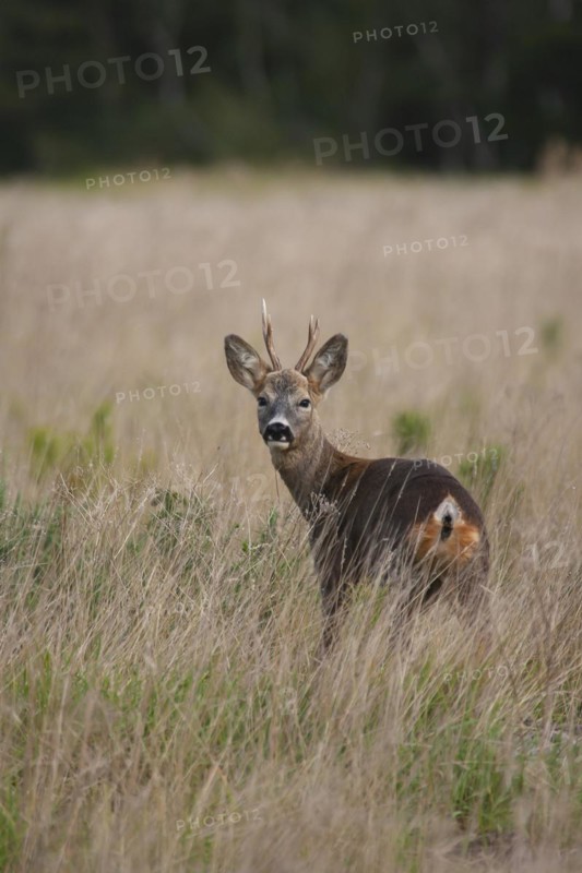 Roe deer (Capreolus capreolus) adult male buck standing in grassland, Suffolk, England, United Kingdom, Europe