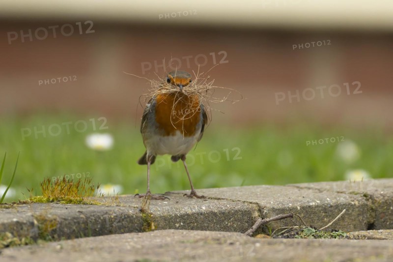 European robin (Erithacus rubecula) adult bird with nesting material in its beak on a garden patio, England, United Kingdom, Europe