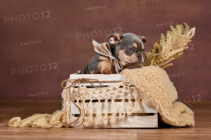 Lilac Tan colored French Bulldog puppy in box with boho decor in front of brown background