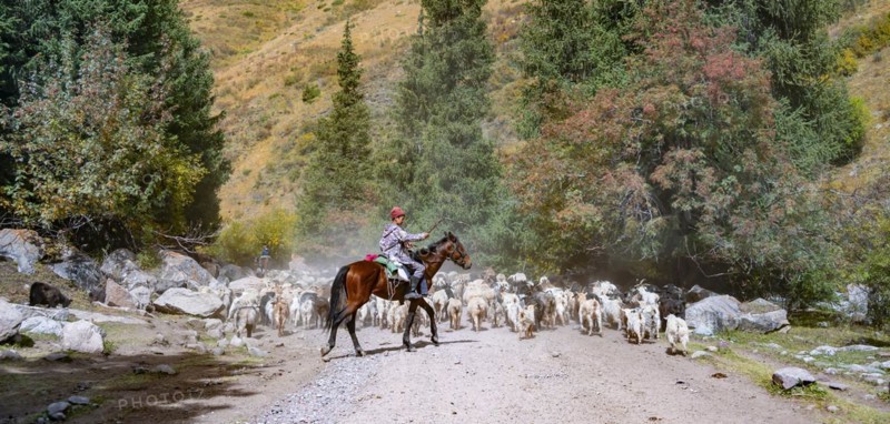 Riders driving a large flock of sheep on the road, Karkyra valley, Tuep rayon, Kyrgyzstan, Asia