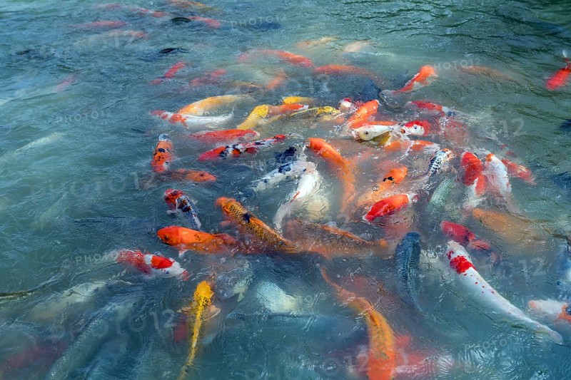 Image of fishes named Cyprinus carpio. Phuket, Thailand, Asia