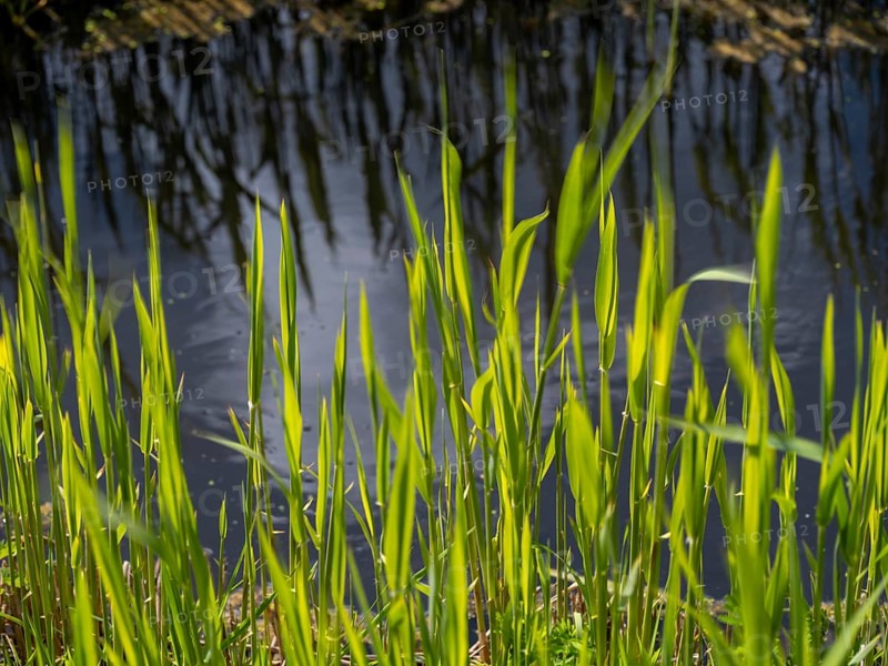 Grasses at a ditch at the natural beach Hilgenriedersiel at the North Sea coast in East Frisia, Hilgenriedersiel, Lower Saxony, Germany, Europe