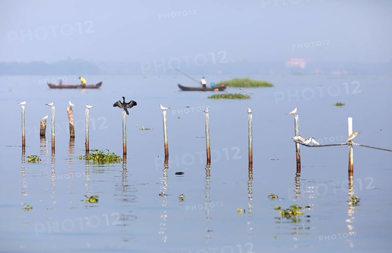 Great Cormorant (Phalacrocorax carbo) and Whiskered Terns (Chlidonias hybrida) perched on poles in Kerala's backwaters, small fishing boats behind, Kumarakom, Kerala, India, Asia