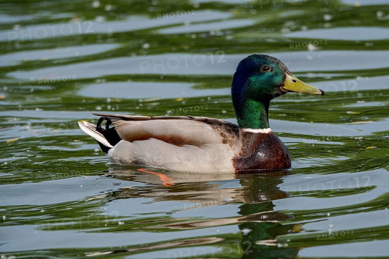 Male Mallard (Anas platyrhynchos) on the River Main, Offenbach am Main, Hesse, Germany, Europe