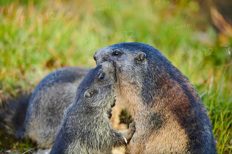 Alpine marmot (Marmota marmota) mother with her youngster on a meadow in summer, portrait, Grossglockner, High Tauern National Park, Austria, Europe