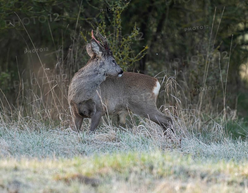 European roe deer (Capreolus capreolus), roebuck in winter coat, winter cover, one antler in the bast, one pole freshly swept still red from blood, no injury normal process, wildlife, Thuringia, Germany, Europe