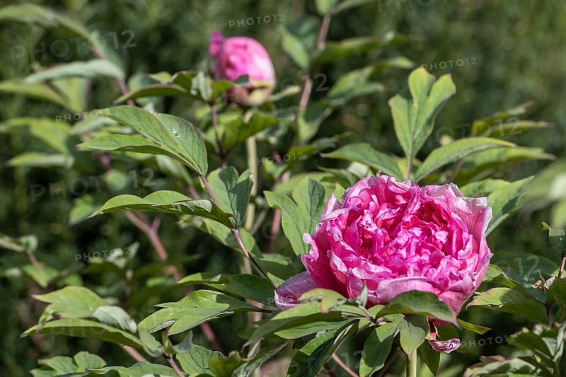 Tree peony (Paeonia suffruticosa), Weimar, Thuringia, Germany, Europe