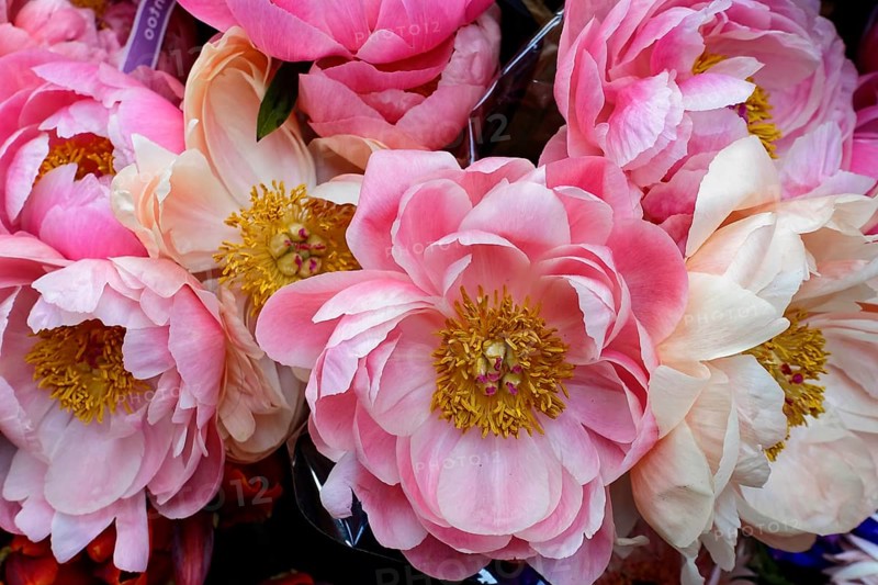 Ostrich of delicate pink European peonies, (Paeonia lactiflora), full and lush, flower sale, Central Station, Hamburg, Hanseatic City of Hamburg, Germany, Europe