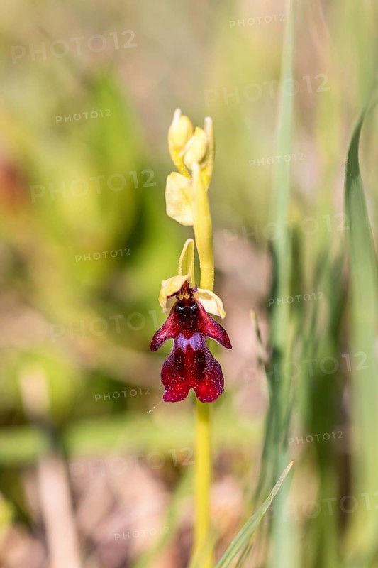 Close up at a Fly orchid (Ophrys insectifera) in bloom on a meadow