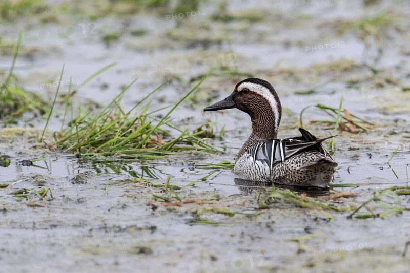 Garganey (Spatula querquedula), Lower Saxony, Germany, Europe