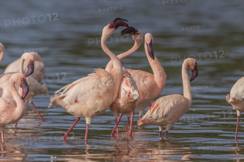 Lesser Flamingos (Phoeniconaias minor), Lake Ndutu, Ndutu Conservation Area, Tanzania, Africa