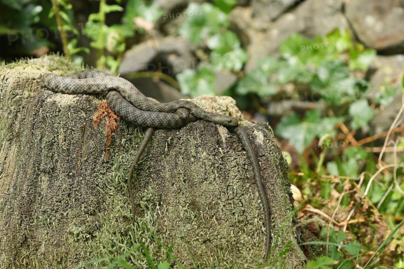 Dice Snake (Natrix tessellata) Pair of animals lying entwined on a tree stump, Hesse, Germany, Europe
