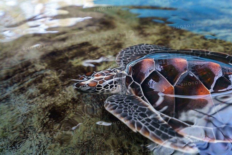 Image of beautiful sea turtle underwater. Phuket, Thailand, Asia