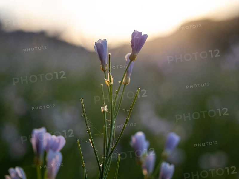 Meadowfoam (Cardamine pratense), Leoben, Styria, Austria, Europe