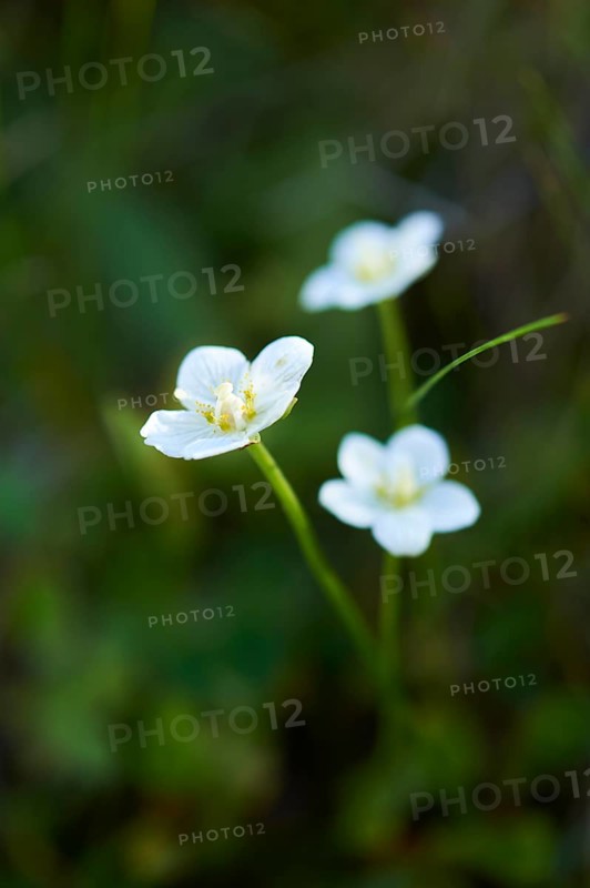 Marsh grass of Parnassus (Parnassia palustris) blooming in the mountains at Hochalpenstrasse, Pinzgau, Salzburg, Austria, Europe