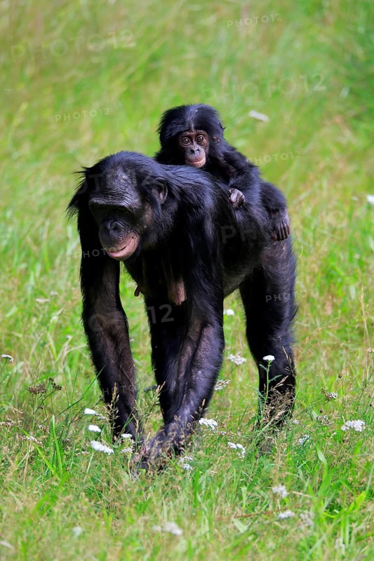 Bonobo, bonobo (Pan Paniscus), female, adult, young animal, foraging, Great ape, Primate, chimpanzee, captive
