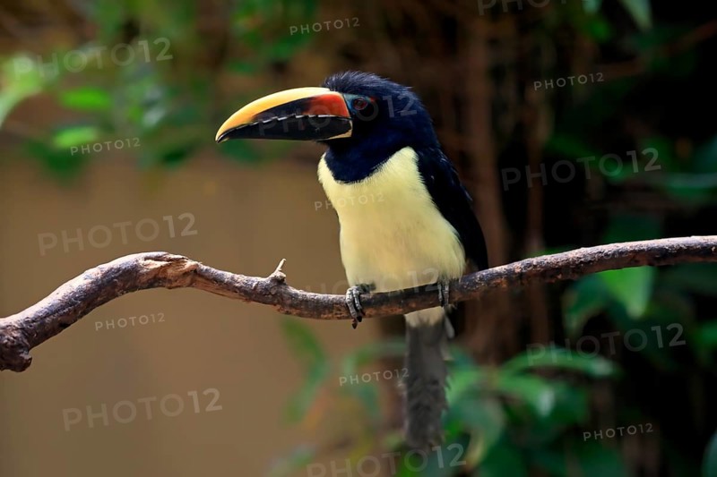 Green aracari (Pteroglossus viridis), adult, on tree, captive, South America