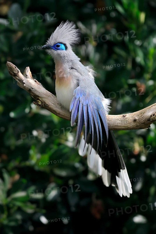 Crested coua (Coua cristata), Crested coua, adult, perch, captive, Madagascar, Africa