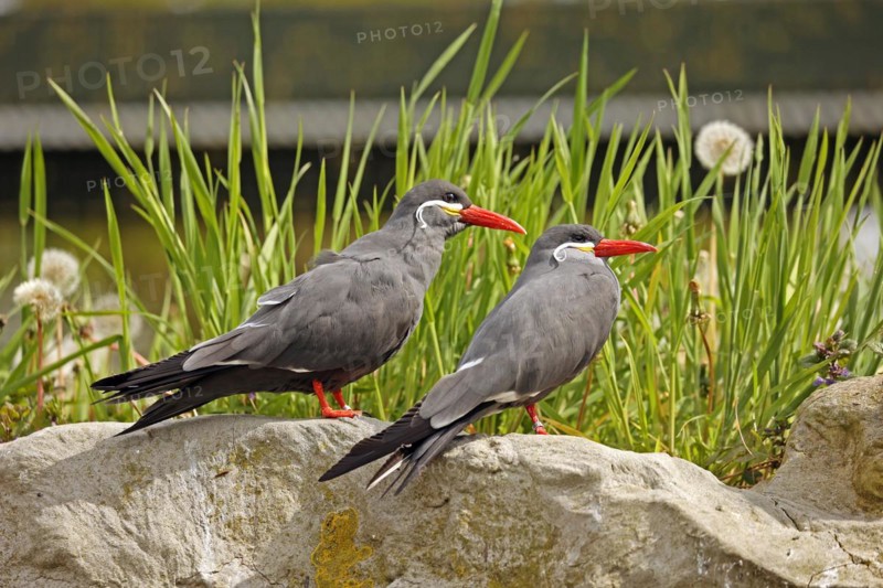 Inca Tern (Larosterna inca), endangered