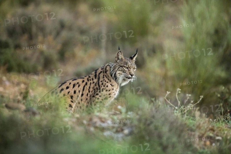 Pardell Lynx female, Iberian Lynx (Lynx pardinus), Extremadura, Castilla La Mancha, Spain, Europe