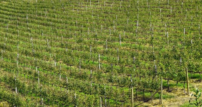Vineyard of grapes in the Vale dos Vinhedos in Bento Goncalves, a gaucho wine