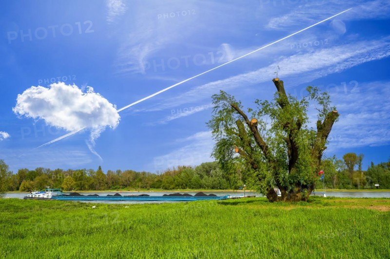Transport, Shipping, Riverboat with Cabbage, Spring, Rhine, Rhine meadows, Germany, North Rhine-Westphalia, Zons, Europe