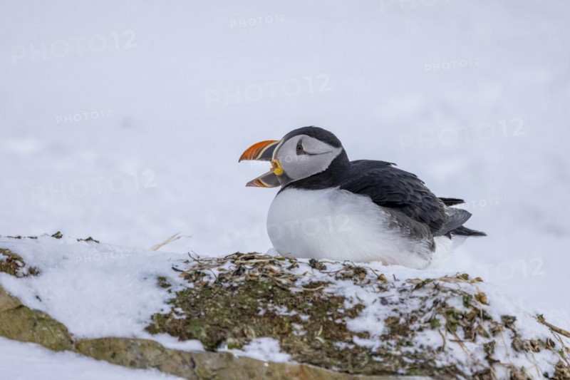 Puffin (Fratercula arctica), in the snow, open beak, Hornoya, Hornoya, Varangerfjord, Finmark, Northern Norway