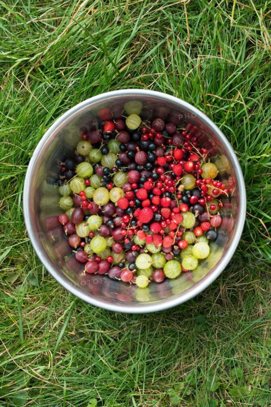 Fresh harvest of berries, Gooseberry Gooseberry Jostaberry Strawberry in bowl in a meadow, Velbert, North Rhine-Westphalia, Germany, Europe