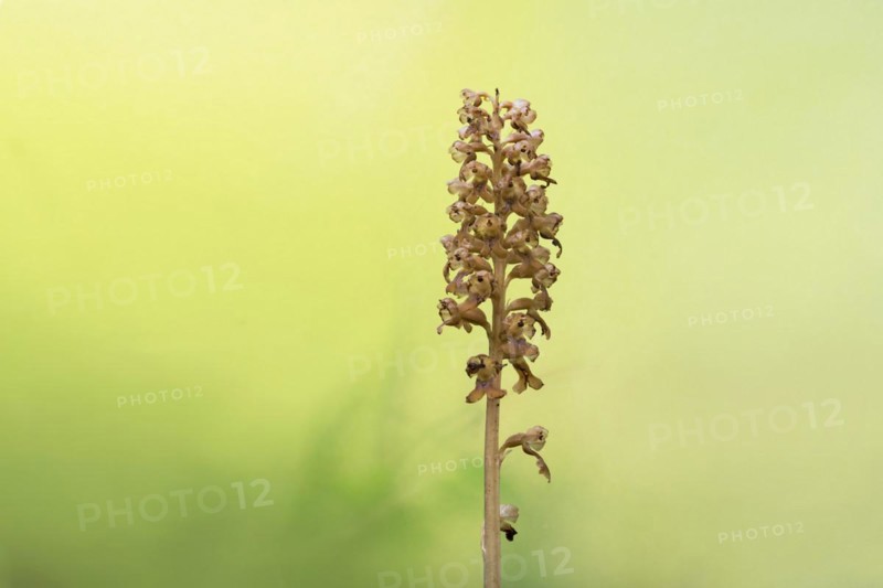 Bird's-nest orchid (Bird's-nest orchid nidus-avis), inflorescence with light reflections of the sun in the background, Hohenschwangau, Allgaeu, Bavaria, Germany, Europe