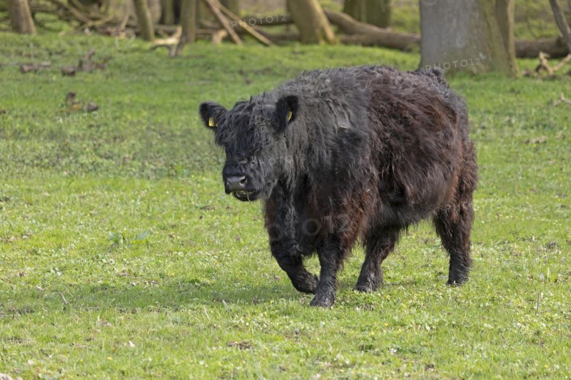 Galloway cattle, Geltinger Birch, Goldhoeft, Nieby, Schlei, Schleswig-Holstein, Germany, Europe