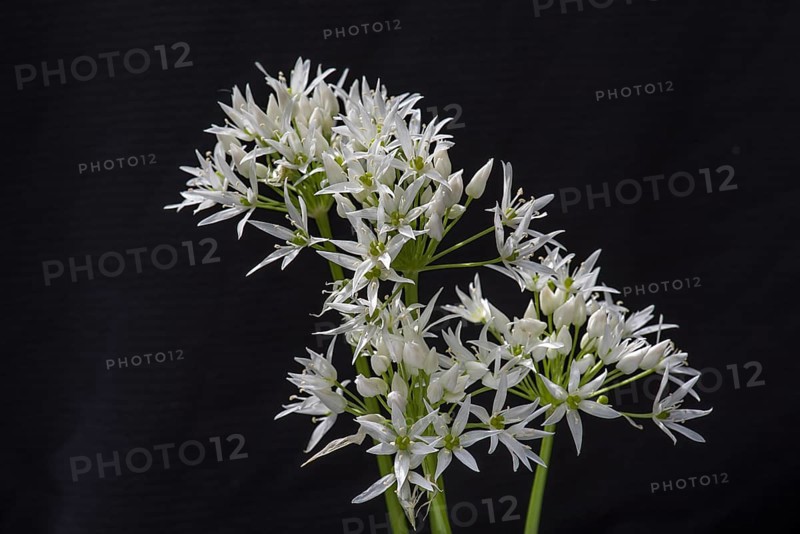 Wild garlic blossoms (Allium ursinum) on a black background, Bavaria, Germany, Europe